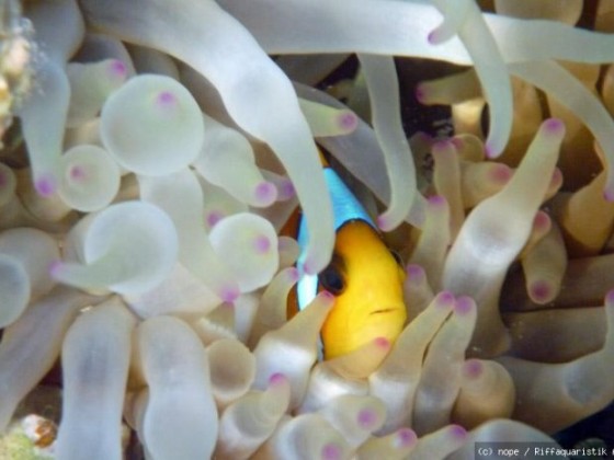 Amphiprion bicinctus