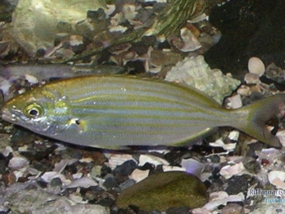 Goldstrieme Sarpa salpa