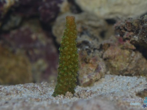 Romans Nano 60L