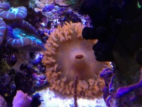 Pseudocorynactis spec.