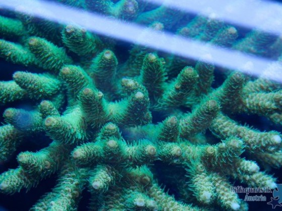 Acropora millepora