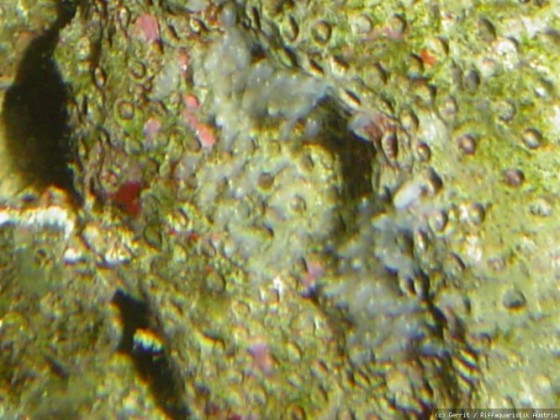 Ocellaris Gelege