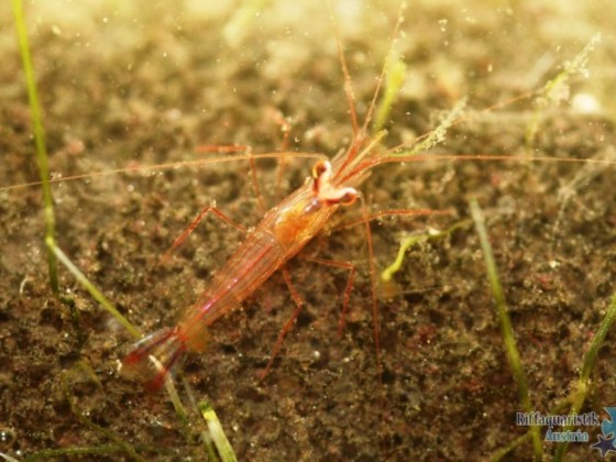 Lysmata wurdemanni?