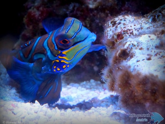 Synchiropus splendidus - Mandarinfisch-Leierfisch