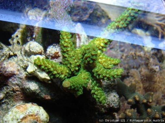 Acropora Enzman