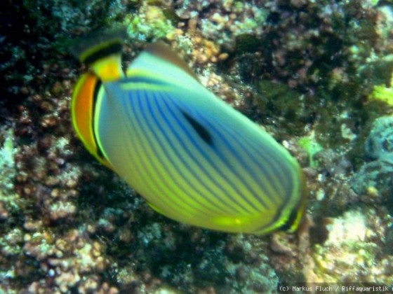 Seychellen