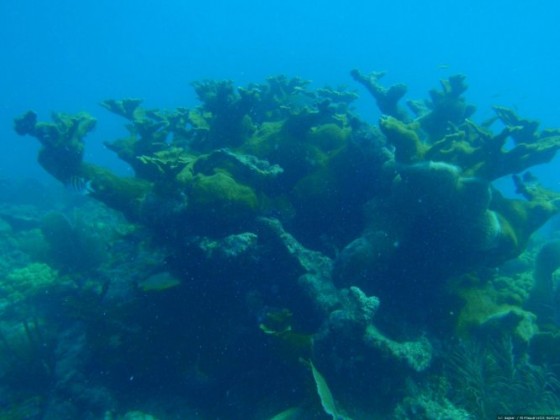 Sombrero Reef