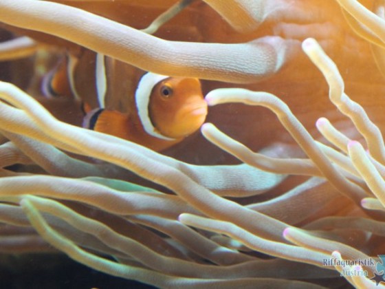 Anemonenfisch