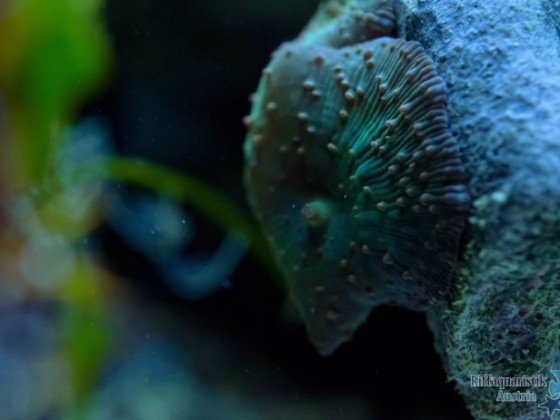 Scheibenanemone