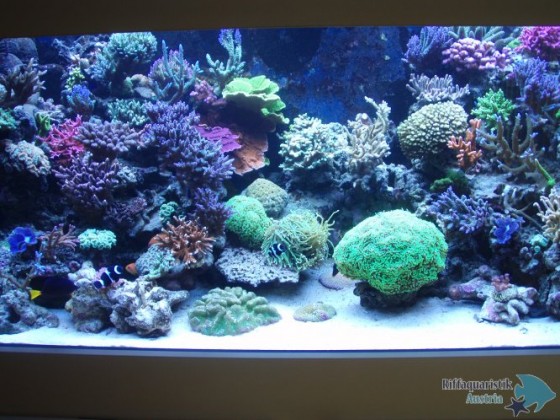 aquarium mai 005.JPG