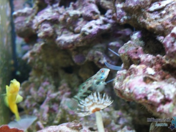 My Reef