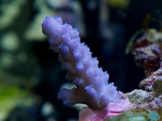 Acropora sp.
