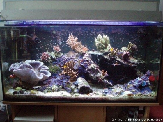 Aquarium Ansicht
