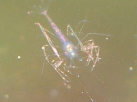 Lysmata bogessi