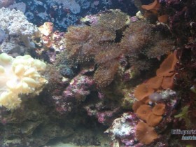 Ansicht Aqua