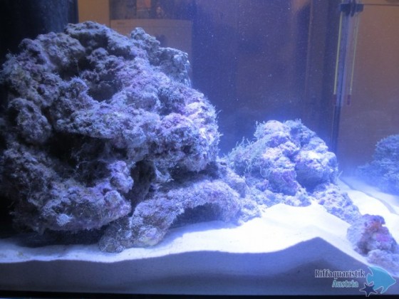 blenny