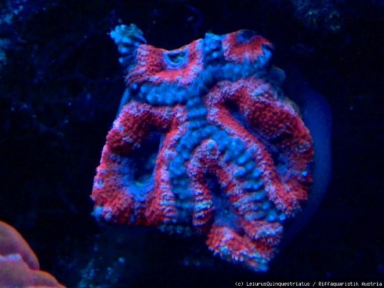 Acanthastrea Bowerbanki