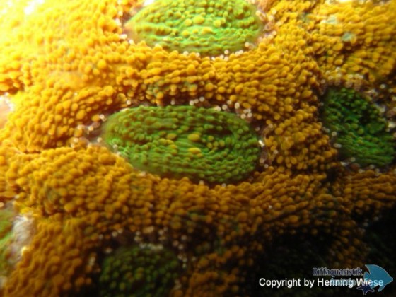 Favites pentagona-2.jpg