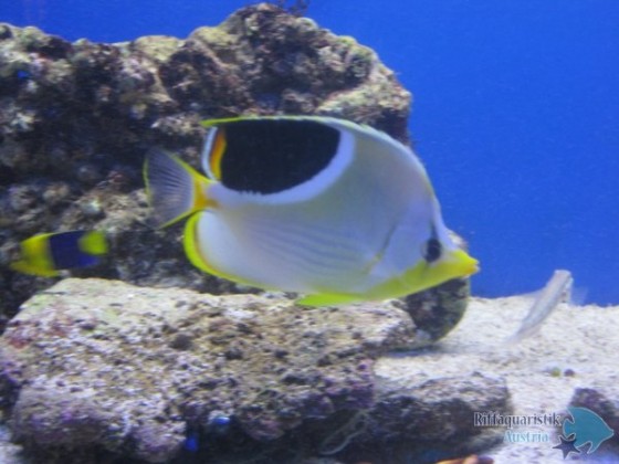 Chaetodon ephippium.JPG