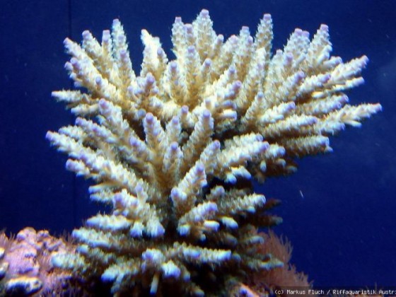 Acropora türkies-blau