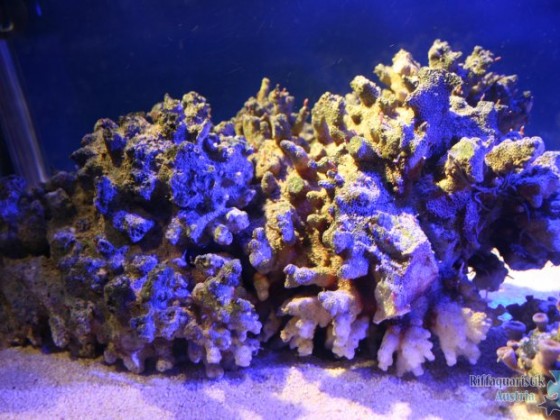 IMG_7364.JPG