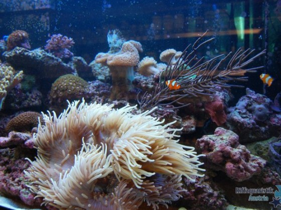 Nemo
