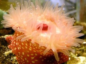 Actinia fragacea