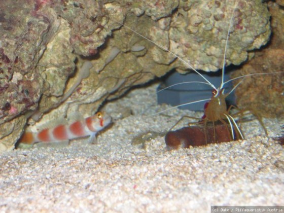 Amblyeleotris yanoi &Lysmata amboinensis