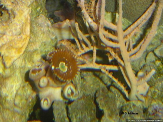 Protopalythoa sp.