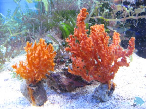 Bild 033.jpg