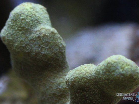 Porites?