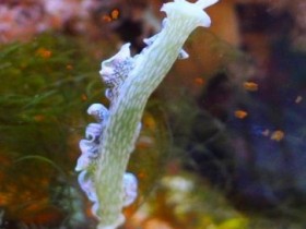 Elysia crispata (2)
