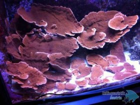 montipora_foliosa.jpg