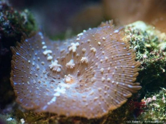 Scheibenanemone