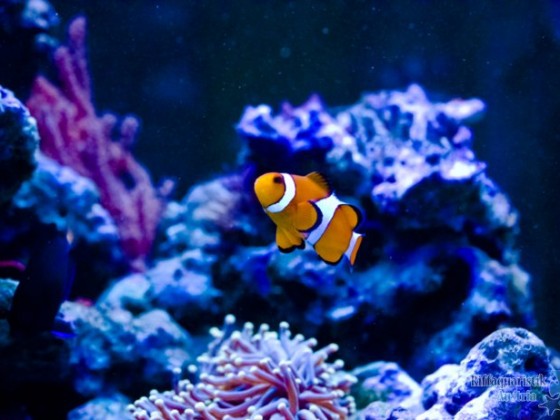 Falscher Clownfisch