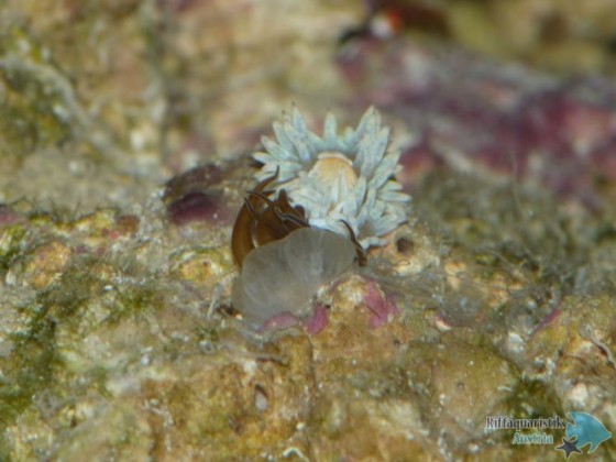 Aeolidiella stephanieae -(Berghia verrucicornis)