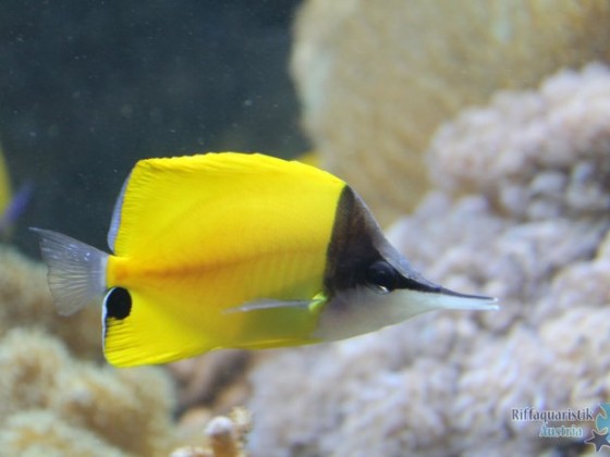 Pinzettfisch