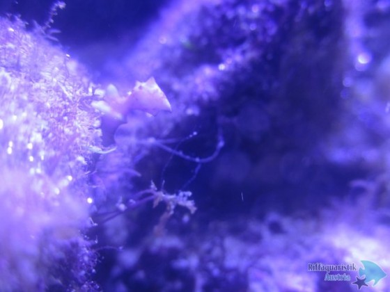 masos blenny