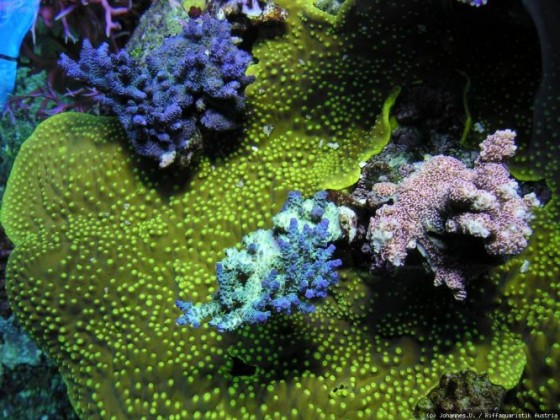 Korallen 4