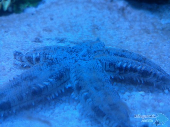 Archaster angulatus beim Ablaichen