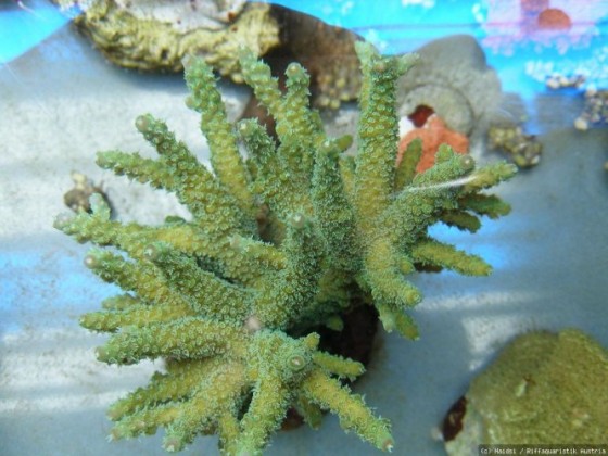 Acropora