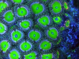 Zoas in the blue...
