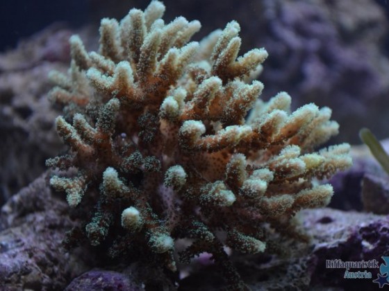 Romans Nano 60L