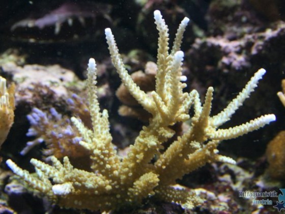 Acropora