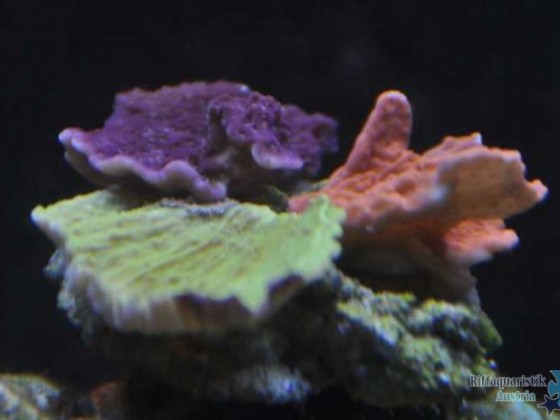 K640_DSC_0713.JPG
