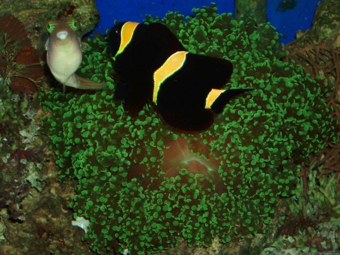 kugel anemonenfisch
