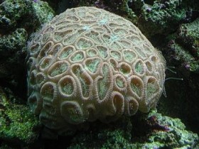 Korallen4
