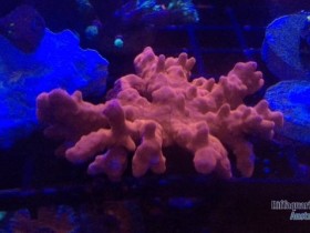 Red Montipora Setosa