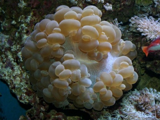 Plerogyra sinulosa (Blasenkoralle) ca.30cm