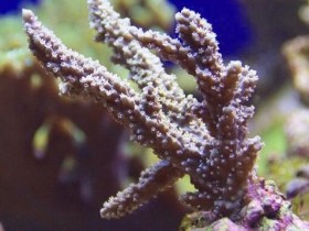 Nahaufnahme Acropora